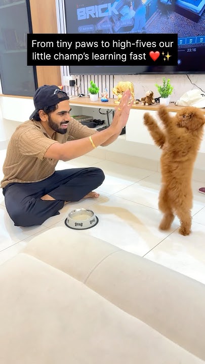 The cutest high five I’ve ever got ️ viral sujimummu shorts