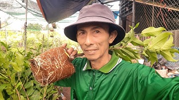 Quy trình nuôi cây mận hồng MST để trồng cây được hiệu quả Cây giống Tám Dũng 0907887147