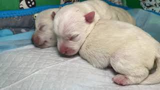 West Highland Terrier puppy | Two Days Old Puppies