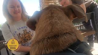 See Abo s Amazing Adventure With SPCA Tampa Bay