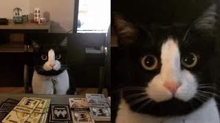 Try Not To Laugh 🤣 New Funny Cats Video 😹 - Meow Funny Part 1