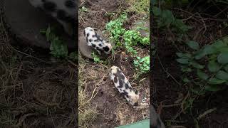 They Dig All Day And They Sleep All Night