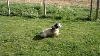 SKYE TERRIERS HAVING FUN