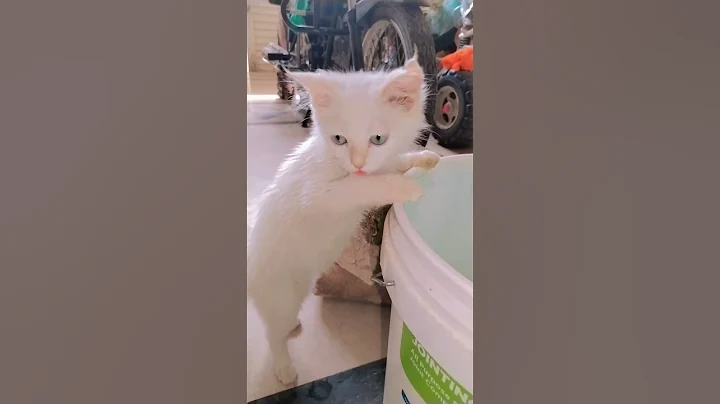 Video 6347871: kitten kitty baby cat, kitten kitty cat love, cat kitten kitty cute, cat kitten kitty funny, cat baby newborn kitten, cat kitten drinking, water cat kitten, cute kittens adorable