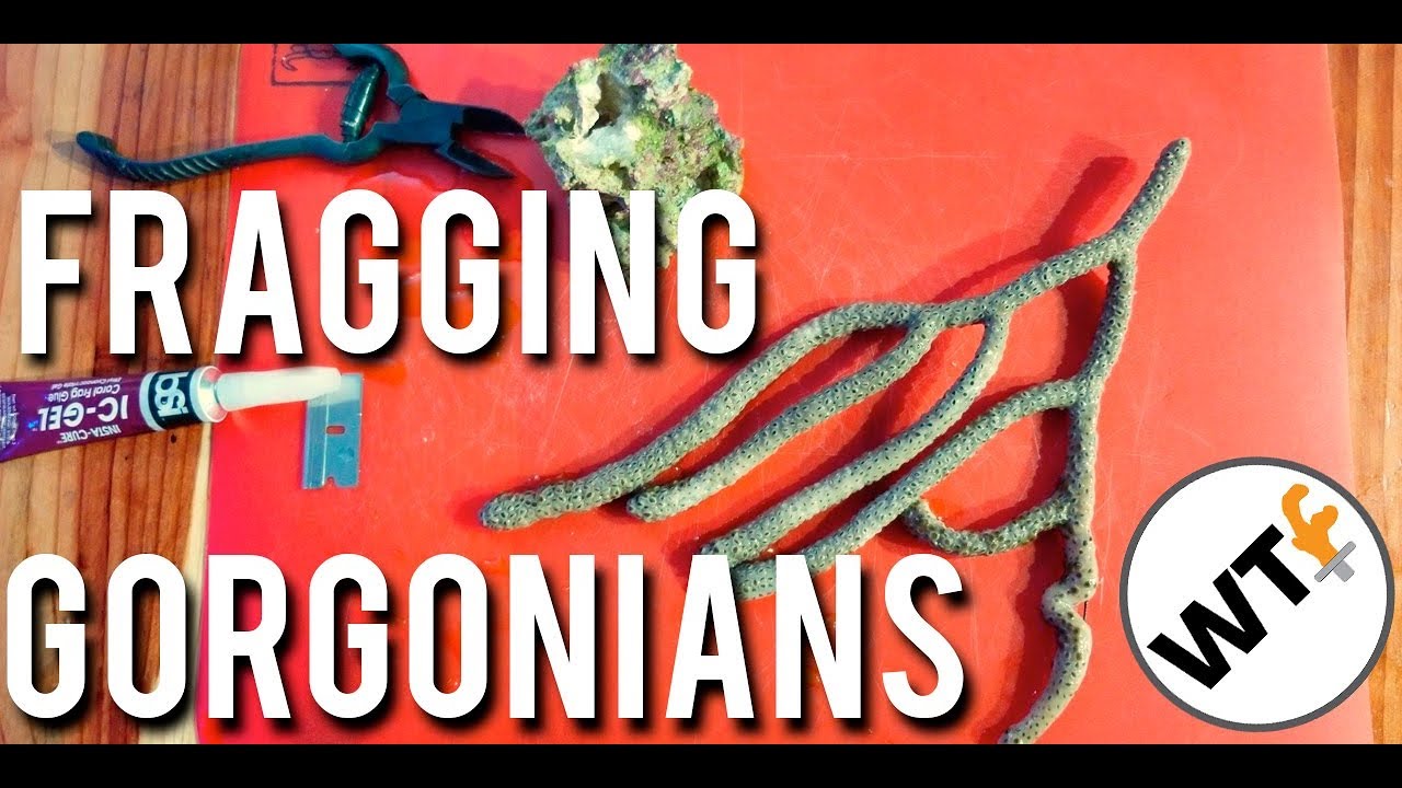 How to Frag Gorgonian aka Sea Fan Corals - Coral Cutting Tutorial