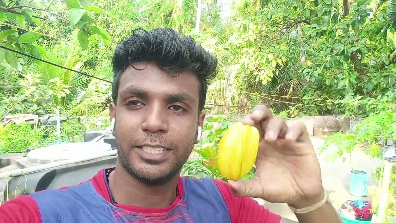 #7 star fruit / star fruit tasting/Roy's garden/ maadi thootam tamil / tamil gardening