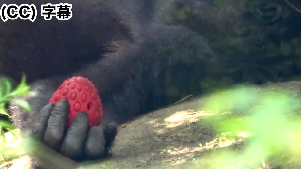 Report] Dad! Today isn't the day. Momotaro, gorilla | Momotaro
