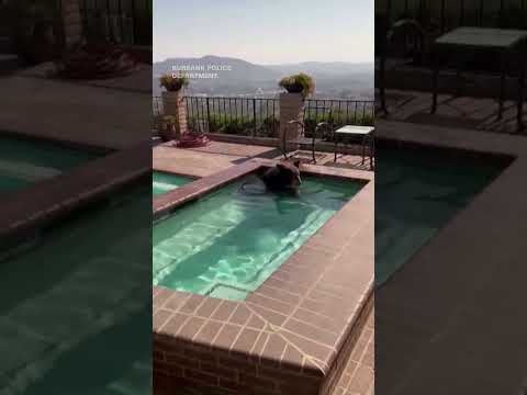 Video-captures-bear-taking-a-dip-in-backyard-pool-during-heat-wave