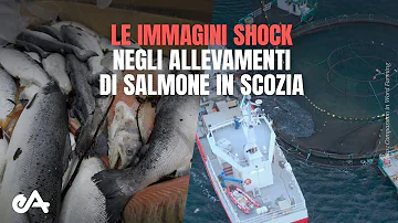Dove sono gli allevamenti ittici intensivi in Italia?