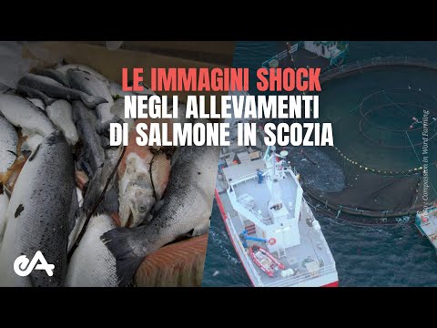 immagini shock: indagine negli allevamenti di salmoni in Scozia | Essere Animali