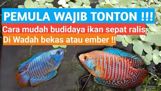 Cara mudah budidaya ikan sepat ralis untuk pemula