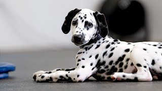 Docking training with a cookie and cream Dalmatian [Puppy training]