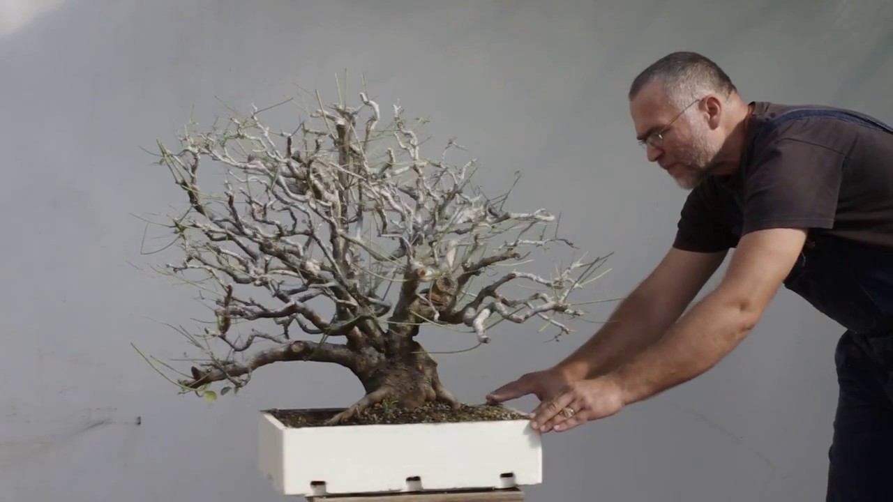 lego bonsai media markt Mini Bonsai Trees – LEGOLAND® California Resort Online Shop