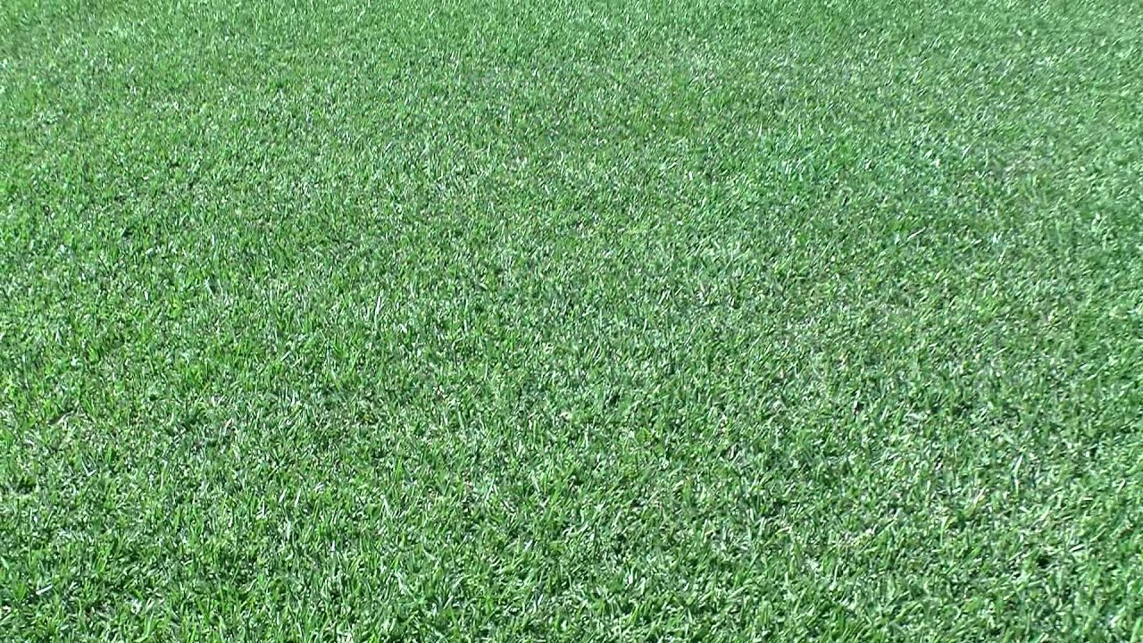 Prestige® Buffalo Turf Darkest Green Buffalo YouTube