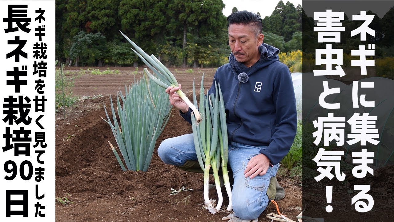90th day of growing leeks! If I'm not careful, they'll get sick