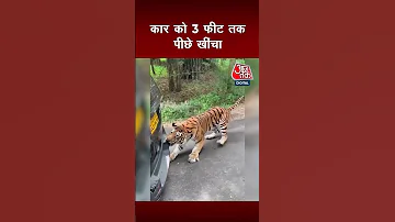 जब Xylo SUV पर बाघ ने कर दिया अटैक... Anand Mahindra ने शेयर किया VIDEO