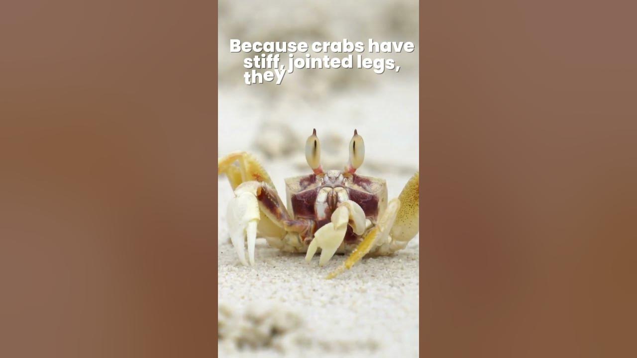 why-crabs-walk-sideways-crabs-walk-sideways-true-or-false