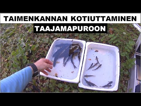 Video: Ero Taimen Ja Taimen Välillä