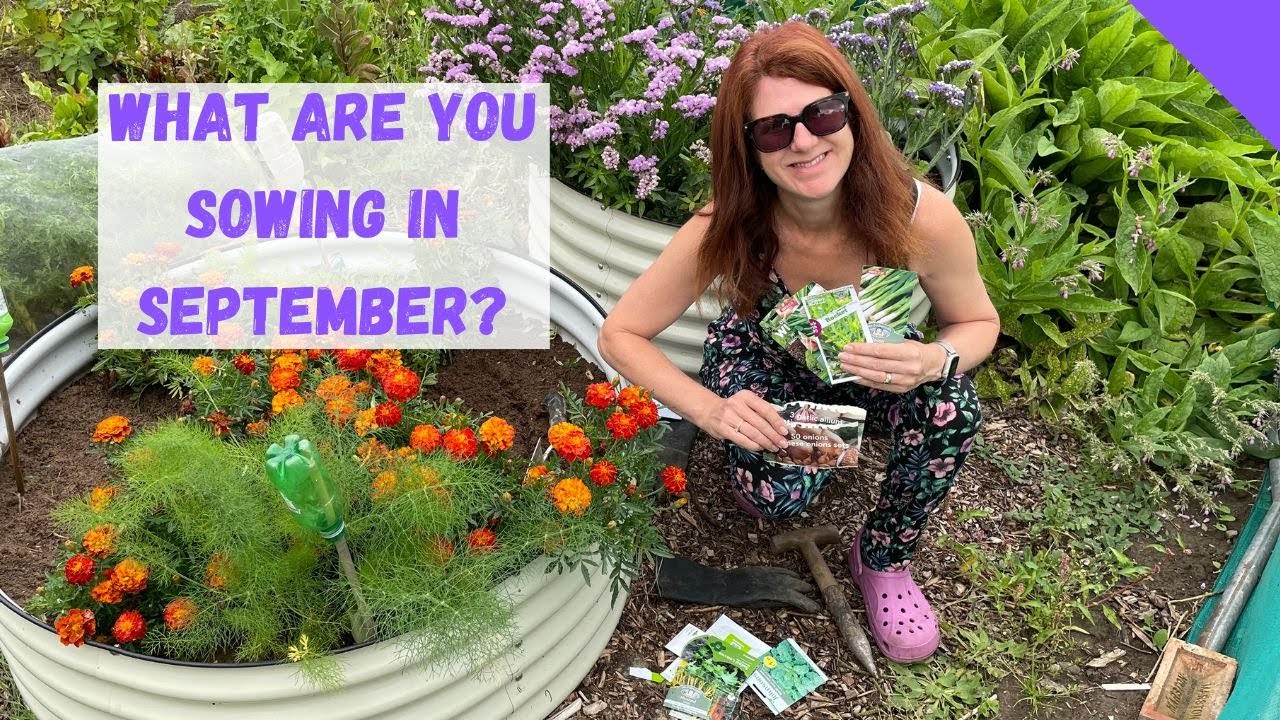 what-to-sow-in-september-allotment-gardening-for-beginners-uk-youtube