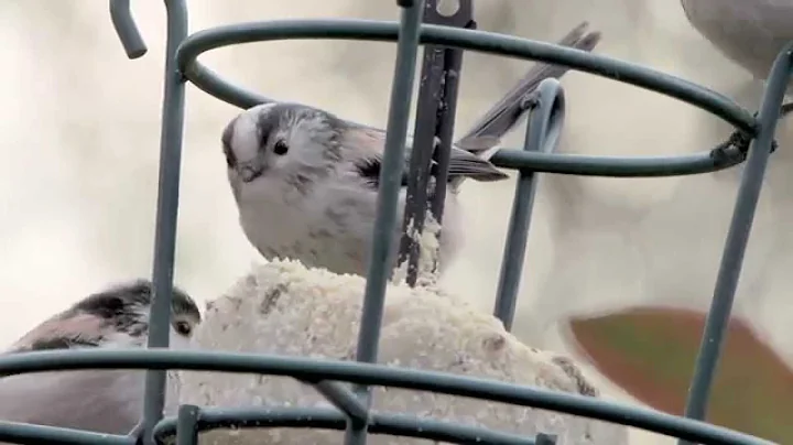 Feeders and Eaters