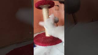 Download Lagu BALIw Kong PUSA bow MP3 Download Lagu BALIw Kong PUSA bow MP3