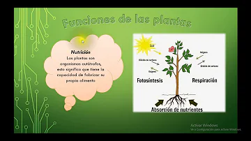 ¿Cuáles son las funciones vitales de las plantas?