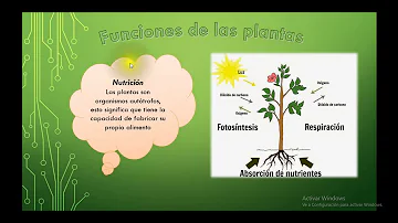 ¿Cuál es la función de cada una de las partes de la planta?