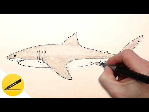 Как Нарисовать Акулу поэтапно для начинающих - Учимся рисовать акулу