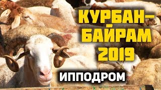 Курбан Байрам в Махачкале: забой и продажа скота на ипподроме