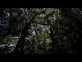 Environmental Sounds | Cicada In The Shrine Ambience |  神社境内蝉の鳴き声