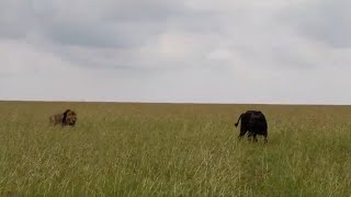 Buffalo Alone In The Wild Is Easy Prey For Big Male Lions