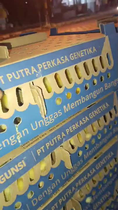 DOD GUNSI 888 #caraternakbebekpedaging
