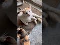 ❤️❤️❤️#cat #cuteanimal #love #funny #shorts