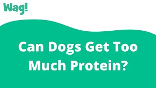Can Dogs Get Too Much Protein? | Wag!