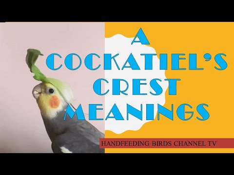 Video: Slik forstår du en cockatiel ved hans Crest