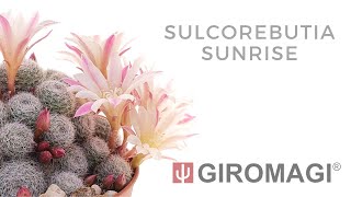 Sulcorebutia Sunrise