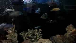 My 180 mixed african cichlid tank by vik datta 123 views 16 years ago 39 seconds