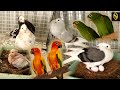 Amazing birds240 varietys of pigeons 90 varietys of parrots newsglobe tv