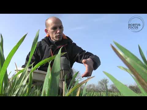 Vidéo: Dans les soies de vers de terre sont présentes dans ?