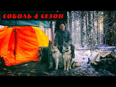 Соболь 4 сезон, 7 серия, Соболь! Еще соболь! Снова соболь! Как я раскрывал щенков Удмуртской лайки.