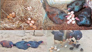 10 chicks 3 mother hens || Three chickens sat on eggs together