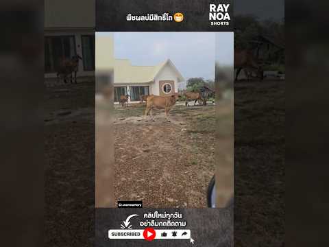 พืชผลบ่มีสิทธิ์โต😁