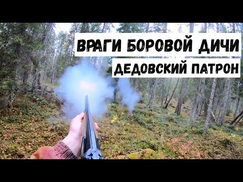 Vídeo: O Chupacabra Apareceu No Baikal - Visão Alternativa