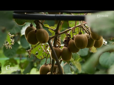 Vidéo: Types de plantes de kiwi pour la zone 7 - Conseils sur la culture du kiwi dans les jardins de la zone 7