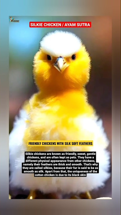 SILKIE CHICKEN | AYAM SUTRA