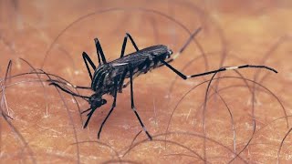 The Vector of Chikungunya Virus , Ae.sindhii and it's control |@TheUniqueScience#virus#chikungunya