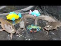 Finding Big Catfish & Sea animal Toys in fish pond, Lobster, shark, arwana, gold fish - Part207