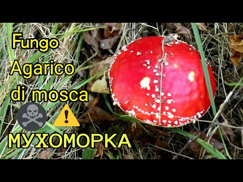 Video: Come Identificare L'agarico Di Mosca Siciliano O Amanita Ceciliae