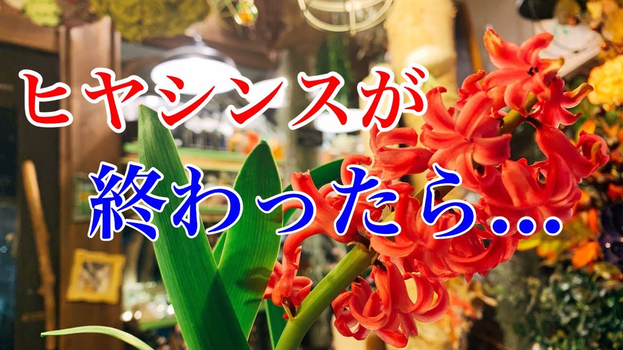 ライブ ヒヤシンスが咲き終わったらどうするの 花屋が詳しく解説します Youtube