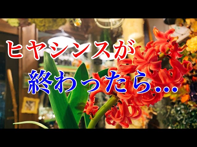 ライブ ヒヤシンスが咲き終わったらどうするの 花屋が詳しく解説します Youtube